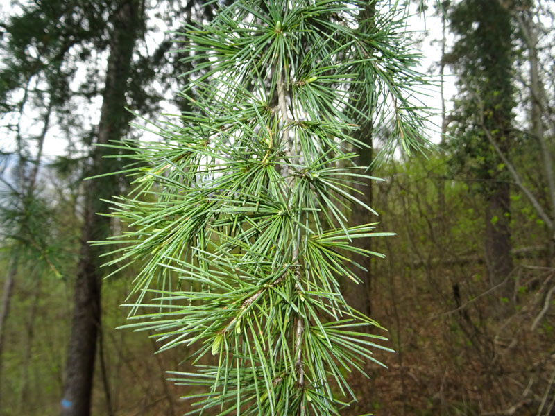 Cedrus deodara ?